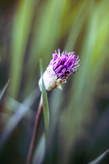 Purple flower 
