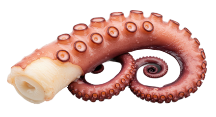 Cooked Octopus Tentacle with Suction Cups Detailed Close Up.