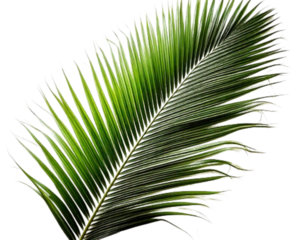 Curved Palm Leaf Branch with Shadow Effect, isolated on a white background