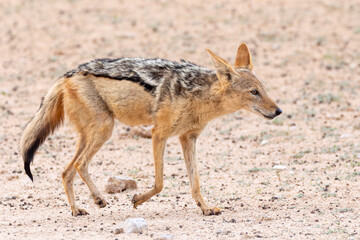 Fototapeta premium Black-backed Jackal (Canis mesomelas) in arid semi-desert, Kalahari, Northern Cape, South Africa