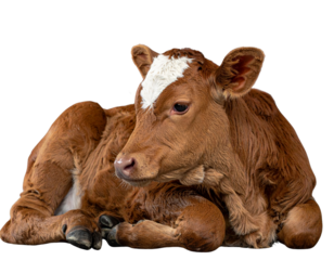 Brown Calf with White Forehead Marking Resting Peacefully