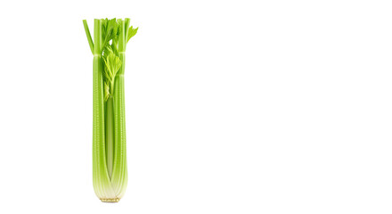 Fresh Celery Stalk Isolated on White Background.