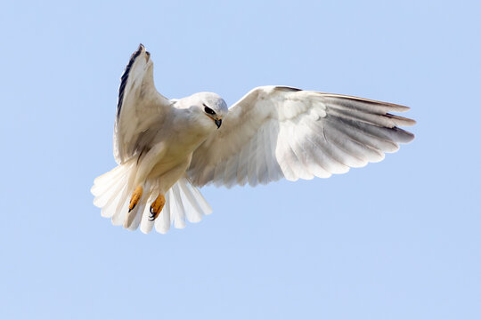 Black-winged Kite or Black-shouldered Kite (Elanus caeruleus) hovering over prey wings open Western Cape, South Africa