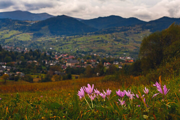 Fototapeta premium Beautiful autumn crocus flowers in the meadow in Carpathian mountains