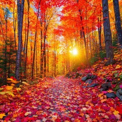 Harvest Pumpkins and Colorful Leaves in Scenic Outdoor Nature Trail