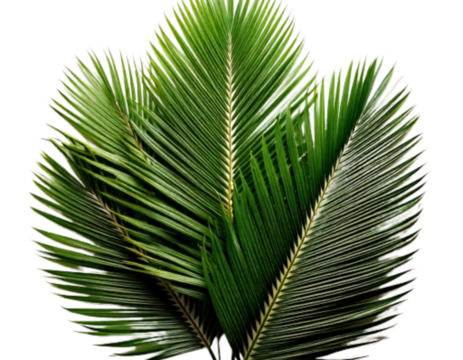 Minimalist Palm Leaf Composition with Overlapping Leaflets, isolated on a white background