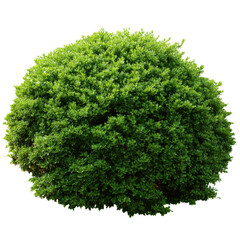Obraz premium Perfectly round green bush with dense foliage on a transparent background shrub plant, Isolated On White, Png Transparent, Cut Out