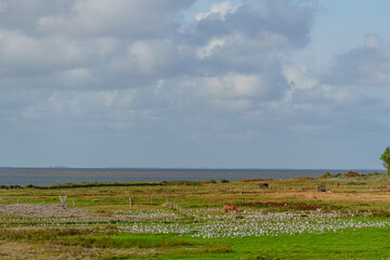 Fototapeta premium Die Insel Vlieland in den Niederlanden