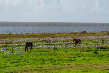 Die Insel Vlieland in den Niederlanden