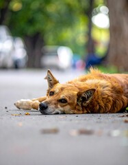 A ginger dog resting on a street