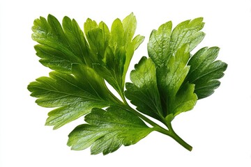 Fresh parsley sprig, vibrant green leaves