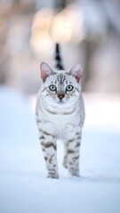 A white cat in snowy landscape