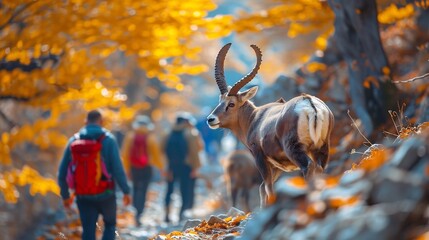 Ibex in autumn forest with hikers passing by on a mountain trail in the background on a sunny day on transparent background silhouette