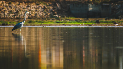 Grey heron wading in shallow water, serene reflection, Bengaluru, India.  Calm composition.