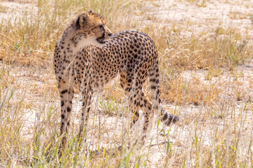 Young Cheetah (Acinonyx jubatus) on the alert for prey, Nossob Riverbed, Kgalagadi Transfrontier Park, Kalahari, South Africa