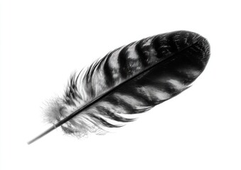 A single bird feather, black and white, lies diagonally on a plain white background.  The feather's barbs are clearly defined, showing a patterned, mottled appearance.  The tip of the feather is sharp