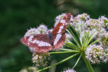 A vibrant butterfly with distinctive markings sits on a white flower, surrounded by greenery and colorful flora