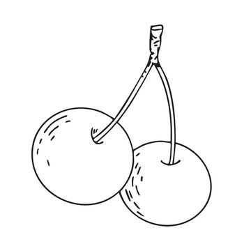 Doodle illustration. Outline drawing of a cherry. Fruit of the cherry tree Vector. Line drawing of the fruit. Design element for product packaging, cosmetics, menus, holidays