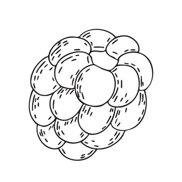 Doodle illustration. Outline drawing of raspberries. Blackberries. Vector. Line drawing of the fruit. Design element for product packaging, cosmetics, menus, holidays