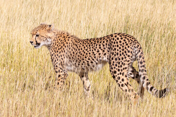 Sub-adult Cheetah (Acinonyx jubatus) hunting in grassland savannah at dawn, Kgalagadi Transfrontier Park, Kalahari, South Africa. IUCN Vulnerable