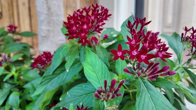 Bunch of red needle Pentas lanceolata flowers