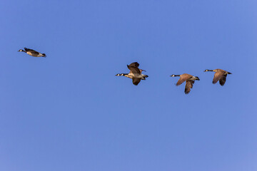 Canada geese (Branta canadensis), pair in flight