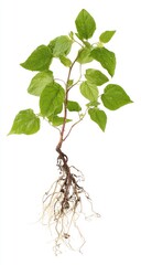 Young plant with visible roots against white