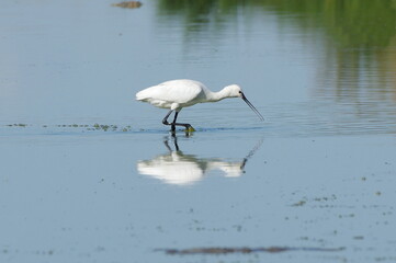 eating Eurasian spoonbill