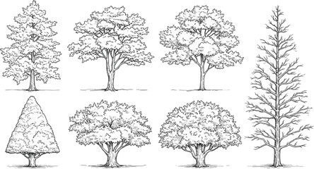 A diverse collection of hand-drawn tree illustrations, showcasing various botanical species and architectural forms in a detailed monochrome line art style, perfect for design and educational purposes