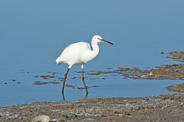 Little egret. Egretta garzetta