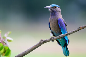 bird in nature, Indochinese or Burmese Roller, multiple colors bird in grey, blue and green bird expose on wooden stick