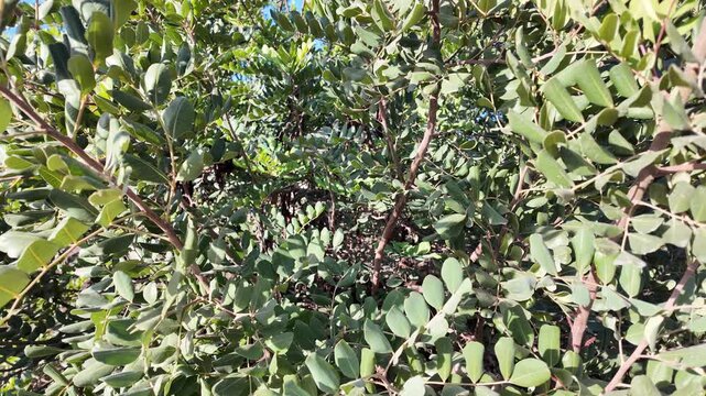 Close-Up of Carob Pods Hanging from Tree in Rural Morocco