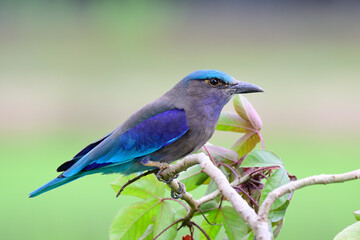 bird in close up, Indochinese Roller, multiple colors in grey, blue and green bird perching on tree branch with feather detials