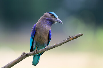 Indochinese Roller, beuatiful grey, blue and green bird perching on tree branch expose over far background, exotic nature