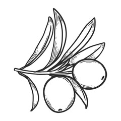Branch with olives and leaves in line art style. Perfect for engraving