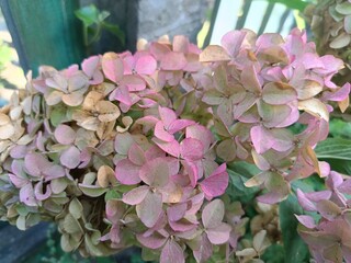 Close-up of panicle hydrangea bloom