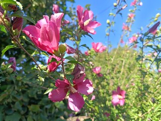 pink hibiscus blooms against a blue sky