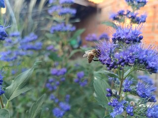 A bee pollinates a colorful autumn-flowering plant called Caryopteris.
