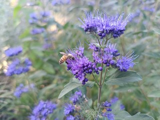 A bee pollinates a colorful autumn-flowering plant called Caryopteris.