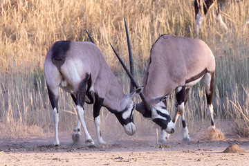 Two male Gemsbok / African Oryx (Oryx gazella) fighting at dawn in arid savannah, Kgalagadi Transfrontier Park, Kalahari, South Africa