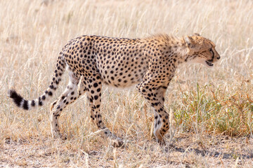 6 month old Cheetah cub (Acinonyx jubatus) following mother along Aoub River while hunting Kgalagadi Transfrontier Park, Kalahari, South Africa