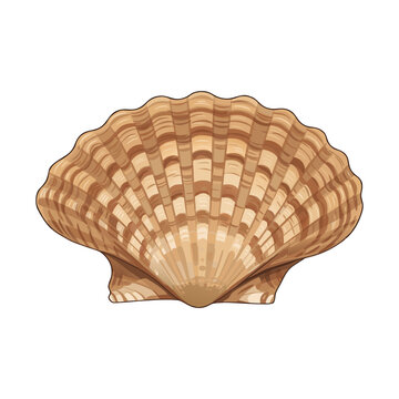 Bivalve shell in natural color with patterned texture, transparent background, isolated, vector 