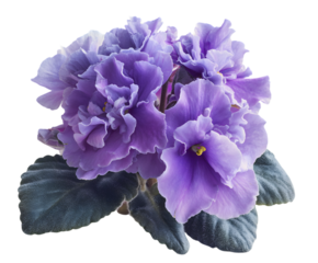 Close up of Purple African Violet Flower