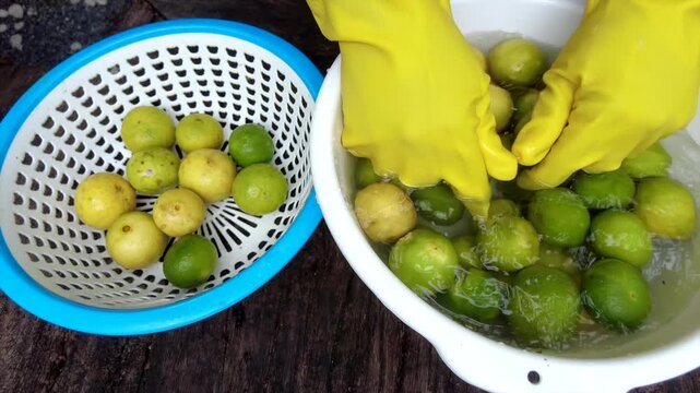 A man cleans Thai limes picked from his garden in a container of water before using them as ingredients in various Thai dishes