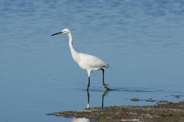 Little egret on a walk