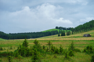 Obraz premium Wooded hills of the Austrian Alps. Colorful grassy meadows among trees on a hillside. Beautiful nature landscape on a day