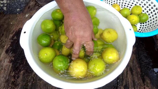 A man cleans Thai limes picked from his garden in a container of water before using them as ingredients in various Thai dishes