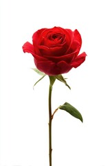 Naklejka premium Single red rose, studio shot, against white background. A vibrant crimson rose with delicate petals and a long, slender stem, is centered against a plain white backdrop. 