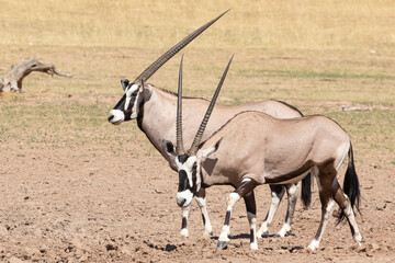 Pair of Gemsbok or Gemsbuck (Oryx gazella) walking along dry Auob river bed Kgalagadi Transfrontier Park, Kalahari, Northern Cape, South Africa