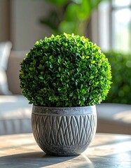 A round topiary in a textured pot